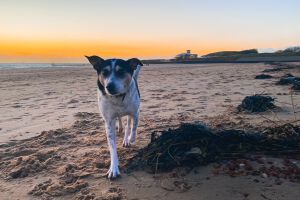 vakantie in zeeland met hond
